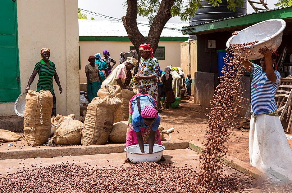 Drying shea nut